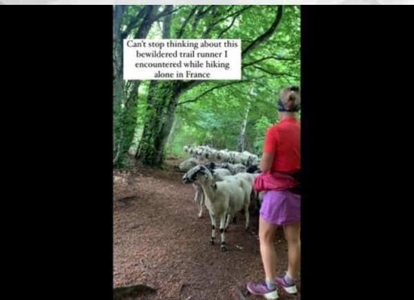 A trail runner is being followed by sheep in France, as shown in a viral video. Watch