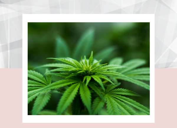 Best Extracts Online Canada – Shop Premium Cannabis Concentrates