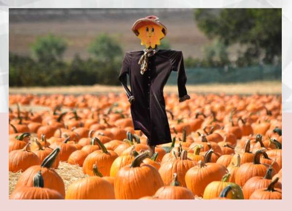 I Cant Believe Ive Been Carving Pumpkins All Wrong for the Past 40+ Years. Here Are 6 Tips from a Grandma Influencer on How to Do it Right.